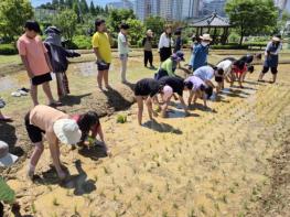 시흥 어린이 농부들 전통 모내기 체험, '쌀 소중함 배워요' 기사 이미지