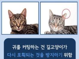 은평구, 2026년 길고양이 중성화(TNR) 사업 실시 기사 이미지